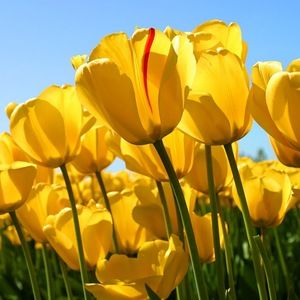 Meet your Posher, Svetochka